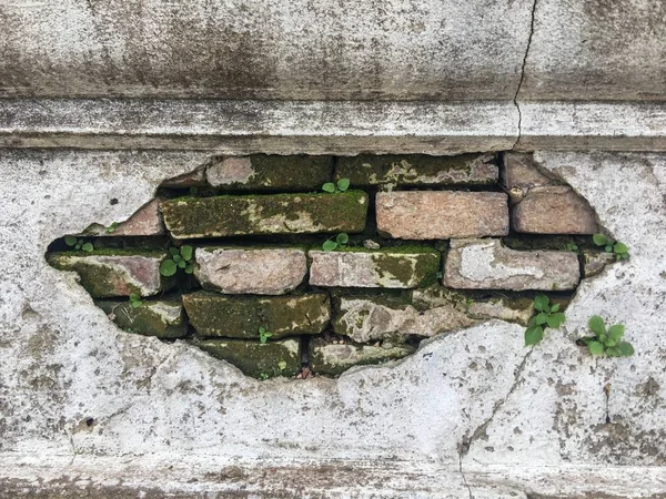 Yeşil yosun ve bitki ile maruz kahverengi tuğla bir alan ile yaşlı, çatlak ve yontulmuş sıva duvar yakın bir.