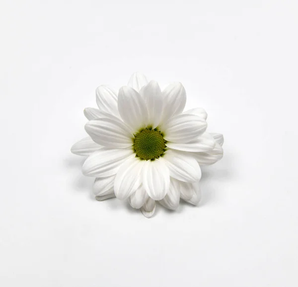 Beautiful white flower on white background. Close up photo of fresh flower.