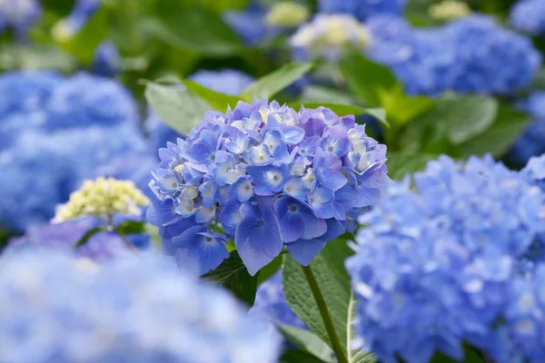 Güzel Çiçeklenme Mavi Mor Ortanca Veya Hortensia Çiçekleri Ortanca Macrophylla — Stok fotoğraf