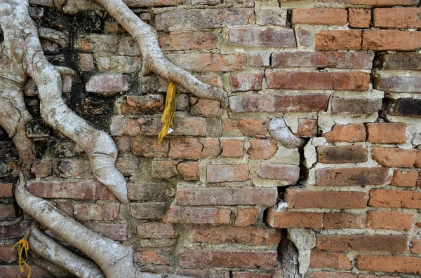 Tayland tapınağında grungy kırık antik tuğla duvar yoluyla ağaç kökleri büyüme. Yaşlı tuğla duvar dokusu. Tuğla duvar arka plan doku . Dış tuğla duvar tasarımı.