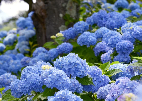 Yaz aylarında güneş ışığı altında mavi, mor Ortanca veya Hortensia çiçek (Ortanca macrophylla) ve yeşil yaprakları niçin çiçek açan güzel çalı seçici odak. Doğal arka plan.