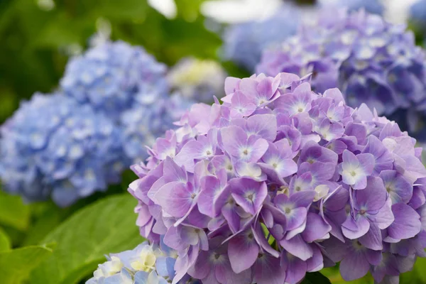 Mooie Bloeiende Blauwe Paarse Hortensia Hortensia Bloemen Hortensia Macrophylla Onder Stockfoto