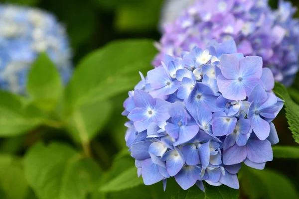 Güzel çiçeklenme mavi ve mor Ortanca veya Hortensia çiçekleri (Ortanca macrophylla) yaz aylarında bulanıklık arka plan üzerinde güneş ışığı altında.