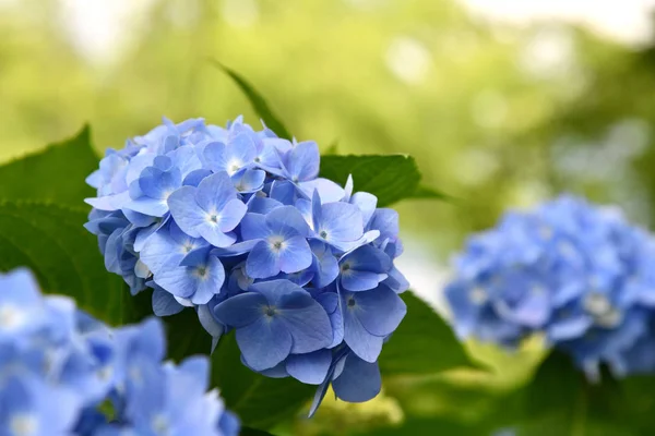 Mooie Bloeiende Blauwe Hortensia Hortensia Bloemen Hortensia Macrophylla Onscherpe Achtergrond Stockfoto
