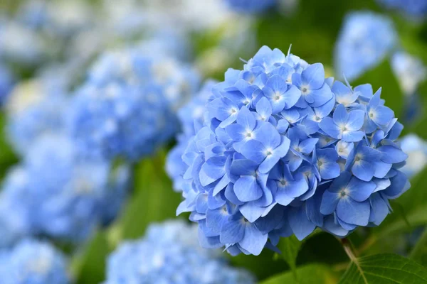 Mooie Bloeiende Blauwe Hortensia Hortensia Bloemen Hortensia Macrophylla Onscherpe Achtergrond Rechtenvrije Stockfoto's