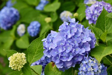 Yazın bulanık arka planda güzel açan mavi ve mor ortanca çiçekleri (Hydrangea makrophylla). Doğa arkaplanı.