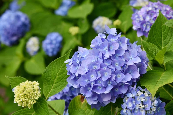 Yazın bulanık arka planda güzel açan mavi ve mor ortanca çiçekleri (Hydrangea makrophylla). Doğa arkaplanı.