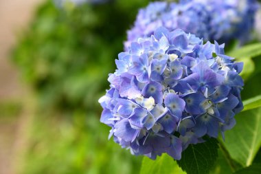 Yazın bulanık arka planda güzel açan mavi ve mor ortanca çiçekleri (Hydrangea makrophylla). Doğa arkaplanı.