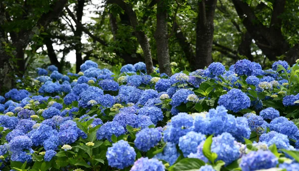 Çiçek açan güzel mavi, mor ortanca veya Hortensiya çiçekleri (Hydrangea makrophylla) ve arka planda ağaçlarla birlikte güneş ışığı altında yeşil yapraklar üzerine seçici bir odak noktası. Doğa geçmişi. Çiçek tarlası.