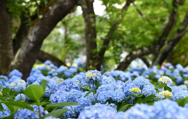 Çiçek açan güzel mavi, mor ortanca veya Hortensiya çiçekleri (Hydrangea makrophylla) ve arka planda ağaçlarla birlikte güneş ışığı altında yeşil yapraklar üzerine seçici bir odak noktası. Çiçek tarlası.