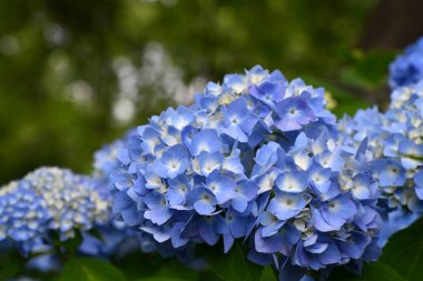 Güzel çiçeklenme mavi ve mor Ortanca veya Hortensia çiçekleri (Ortanca macrophylla) yaz aylarında bulanıklık arka plan üzerinde güneş ışığı altında.