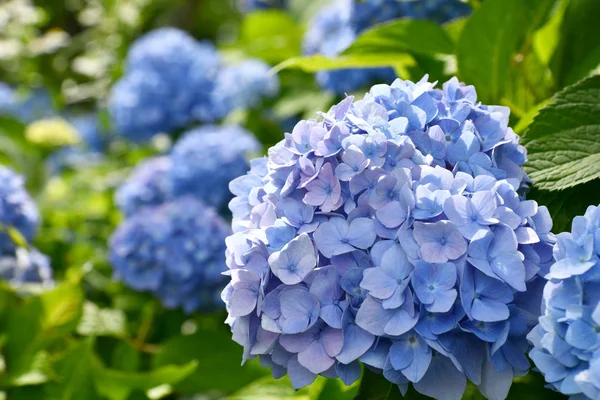 Mooie Bloeiende Blauwe Paarse Hortensia Hortensia Bloemen Hortensia Macrophylla Onder Rechtenvrije Stockfoto's