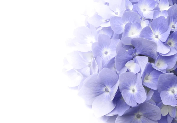 Красивые Лепестки Фиолетовых Цветов Hydrangea Hortensia Hydrangea Macrophylla Исчезают Белом — стоковое фото