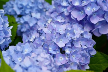 Yazın bulanık arka planda güneş ışığı altında güzel açan mavi ve mor Hydrangea veya Hortensia çiçekleri (Hydrangea makrophylla). Doğa arkaplanı.