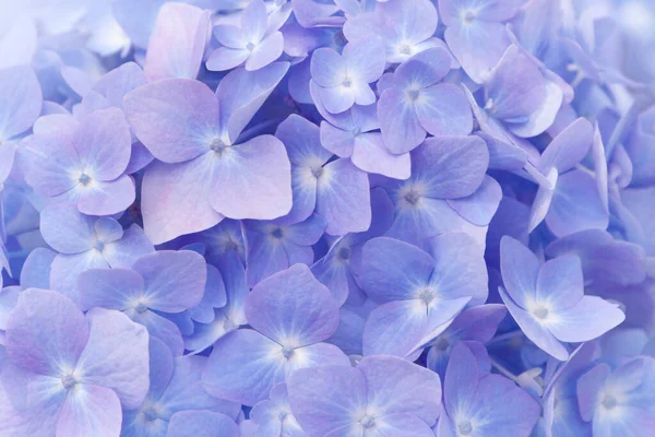 Güzel mavi ve mor ortanca çiçekleri (Hydrangea makrophylla) seçici odak noktası. Yumuşak rüya hissi. Doğa geçmişi. Pastel arkaplan.