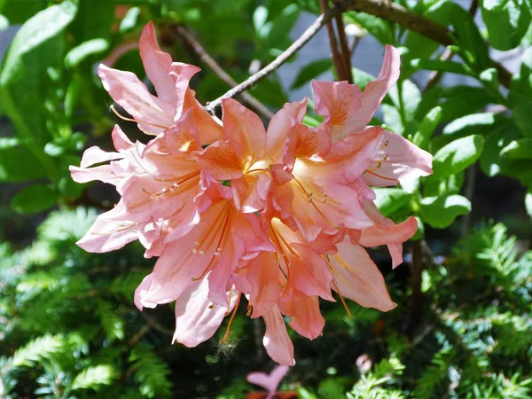 Bahçedeki güzel çiçek