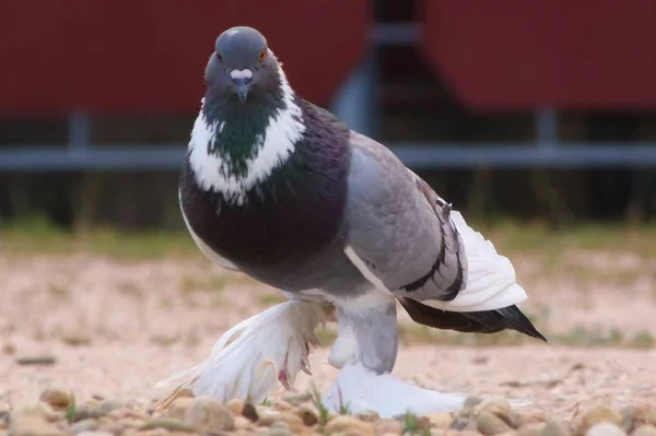 鳩はショーに自分自身を示す — ストック写真