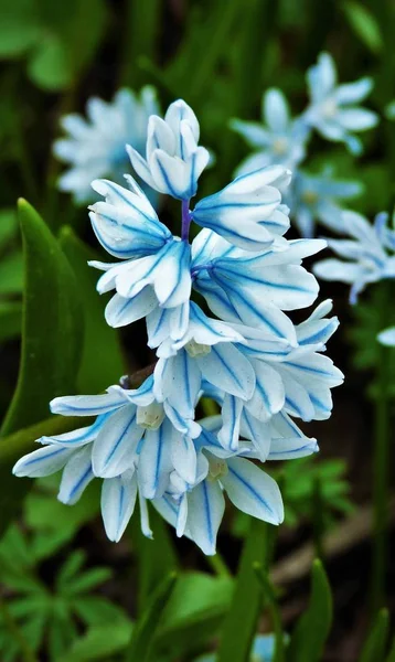 bahçede narin güzel çiçek