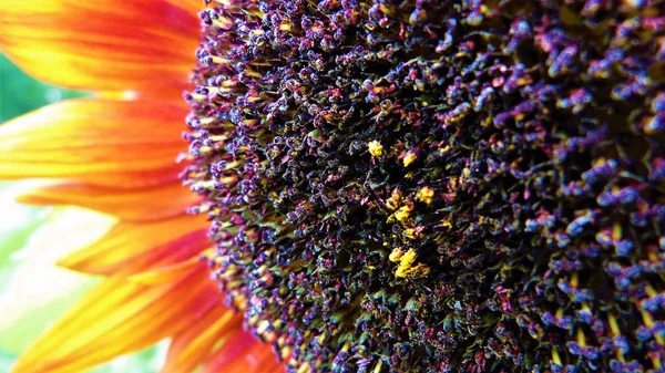 gözü memnun eden ayçiçeği