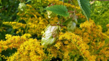 çiçeklerin arka plan üzerinde şerbetçiotu