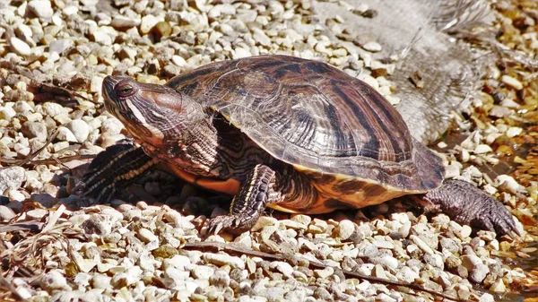 Kaplumbağa güneşte güneşleniyor