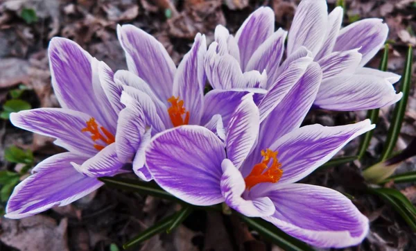 Çiğdem güzel bir çiçektir.