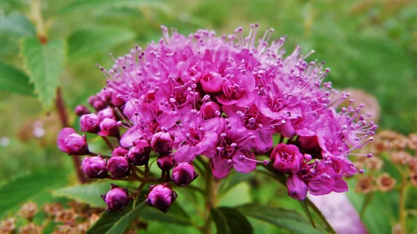 bir arka plan üzerinde sarı çiçek