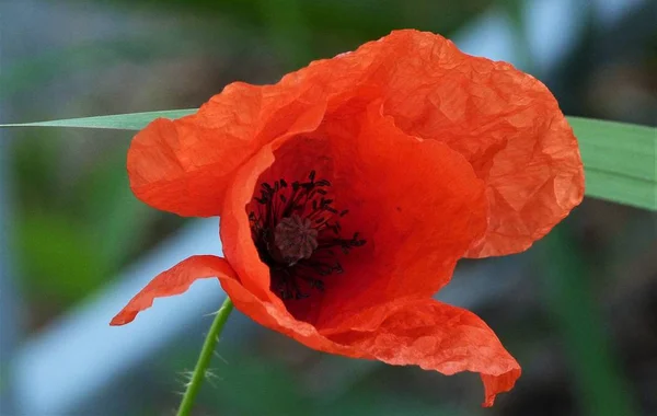 haşhaş güzel bir çiçek