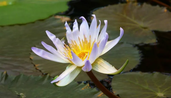  Gölette pembe su zambağı