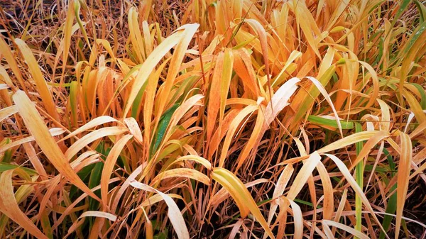 Sarı çiçekler tarlada