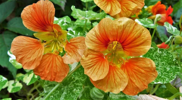 Bahçedeki portakal çiçekleri