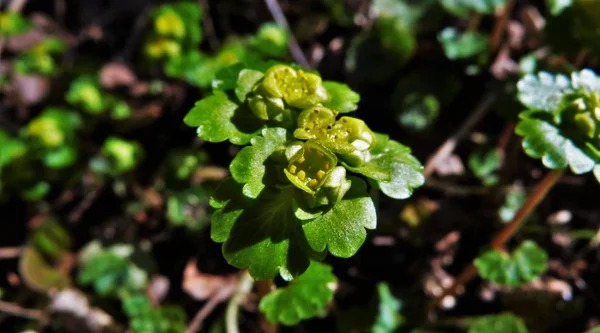 bir ağacın yeşil yaprakları