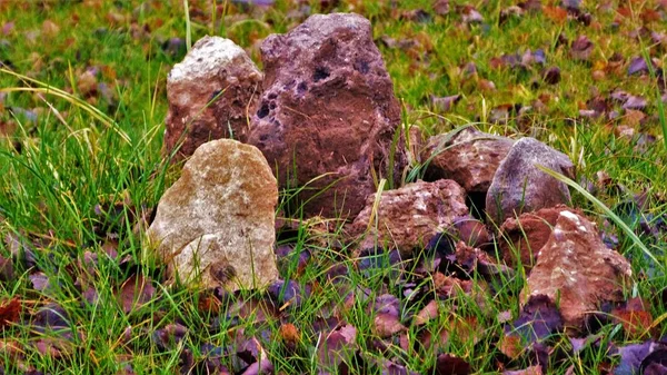 Paddenstoelen Het Gras — Stockfoto