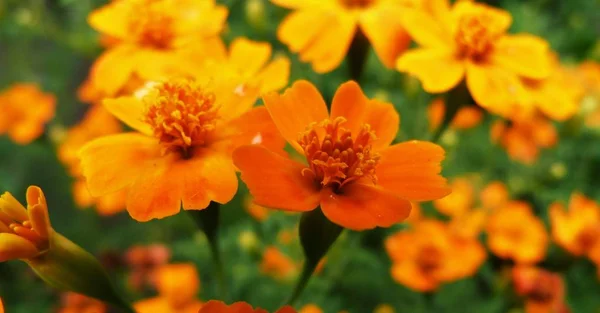 : Bahçedeki portakal çiçekleri: 