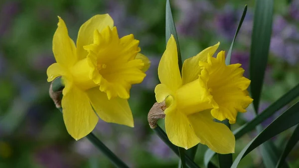  bahçede sarı nergis