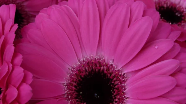  Pembe çiçeğe yakın çekim