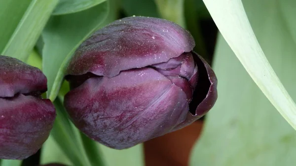  Yeşil arka planda pembe gül