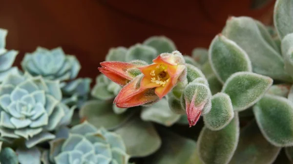 Blommor Trädgården — Stockfoto