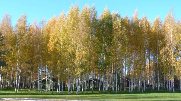 sonbaharda Kamp Zavidovo