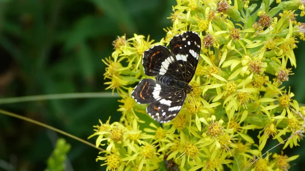 Kelebek çiçekler üzerinde sabah