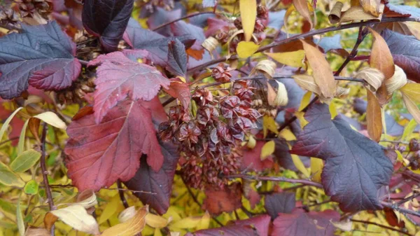 Herfstlandschap Het Park — Stockfoto