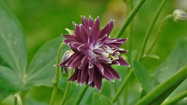 çayırda güzel çiçek t