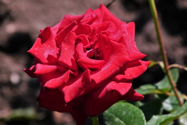  Su damlalı kırmızı gül