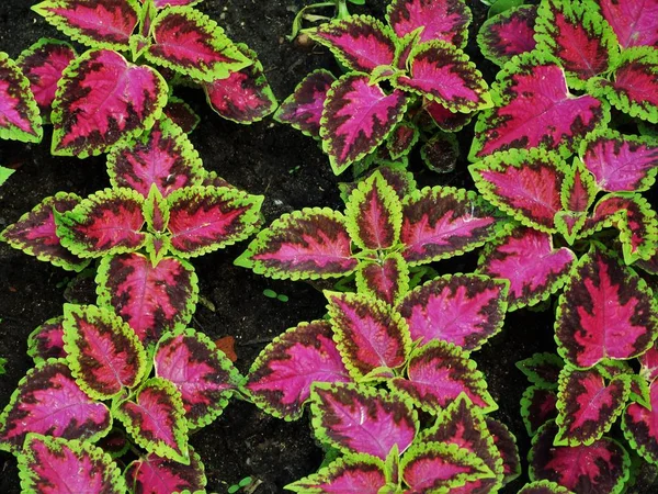 Bahçedeki çiçekler