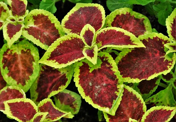  Bahçedeki çiçekler