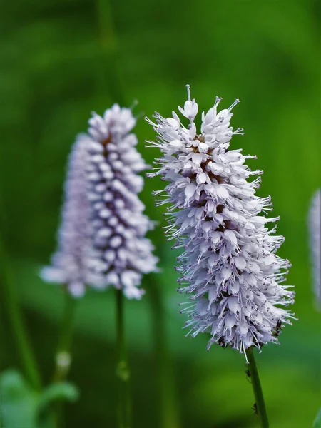 çayırda tarla çiçeği
