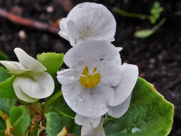  Bahçedeki beyaz çiçekler