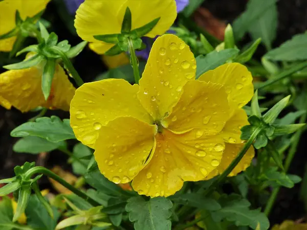  Su damlalı sarı çiçek