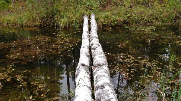 Parkta huş ağacı köprüsü