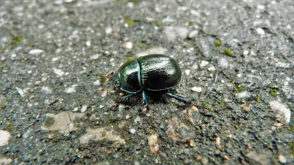 Yolda sessizce yürüyorum.